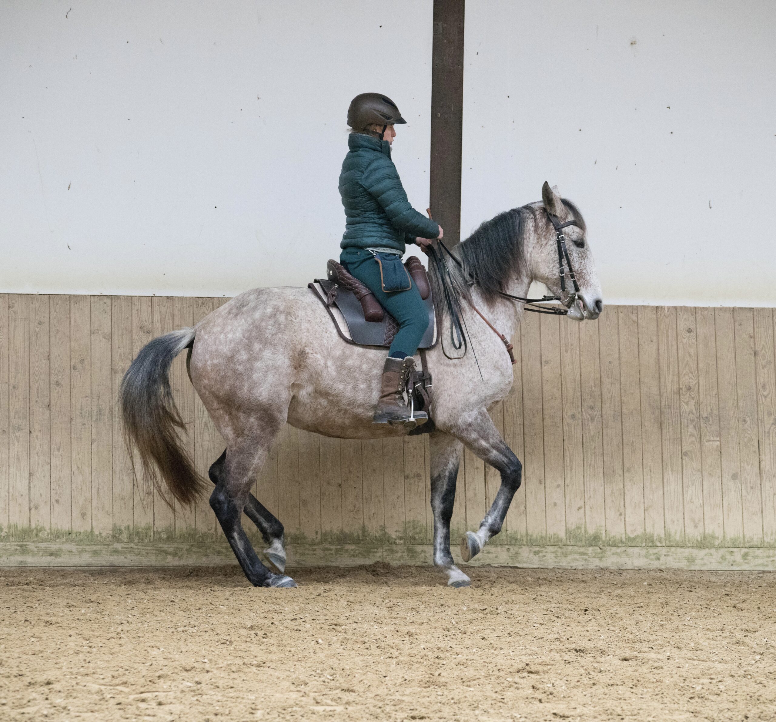 Pferdeausbildung nach akademischen Grundsätzen im Raum Bern